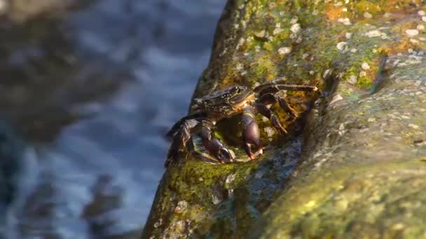 Granchio di roccia marmorizzata (Pachygrapsus marmoratus) sulla terraferma. — Video Stock