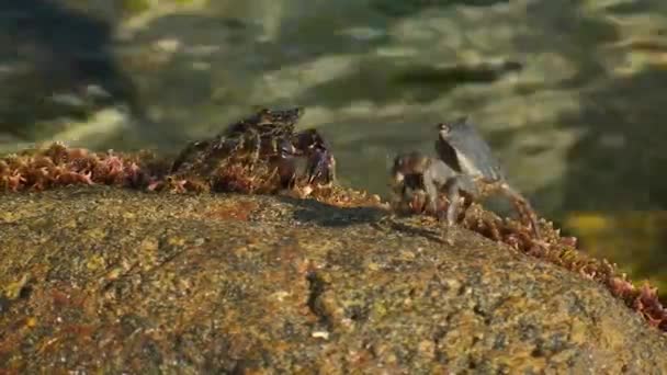 Marmorierte Felskrebse (Pachygrapsus marmoratus) an Land. — Stockvideo