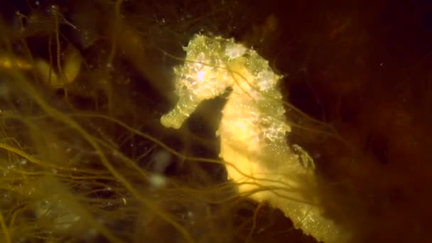 Cavalo-marinho de focinho curto (Hippocampus hippocampus). — Vídeo de Stock
