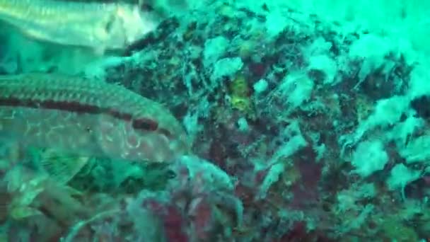 Eutrofização do mar: peixes do mar comem fungos do mar. — Vídeo de Stock