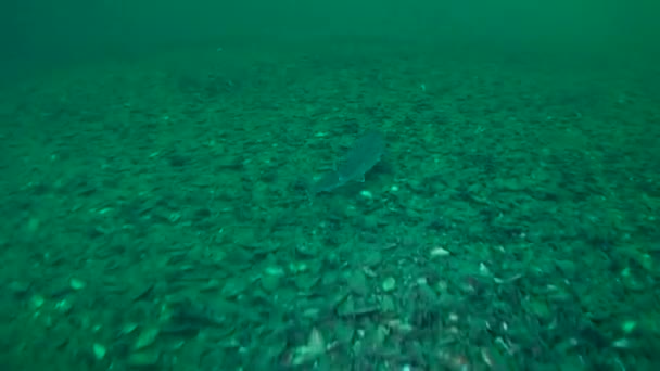 O tubarão Spiny dogfish (Squalus acanthias). — Vídeo de Stock