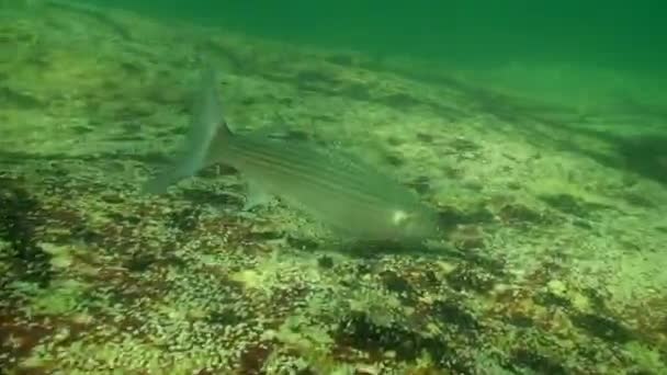 Nahrung Goldgraubarbe (Liza aurata), mittelgroß. — Stockvideo