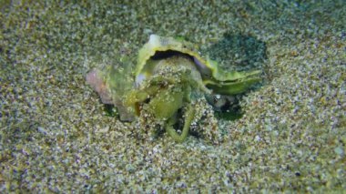 Gastropod Muricidae yengeç yer..