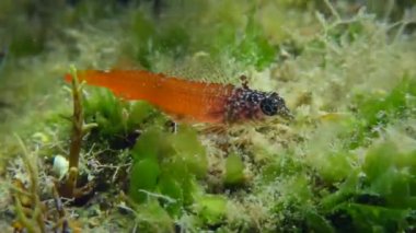 Siyah Yüzlü Blenny yosun yatağında.