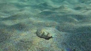 Kumlu dipte Büyük Gözlü Boğa.