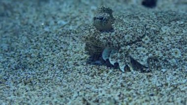 Geniş gözlü boğa kumlu zeminde.