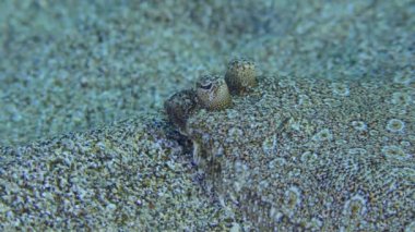 Kumlu deniz tabanında Büyük Gözlü Boğa.