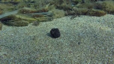 Geniş gözlü boğa kumlu zeminde.