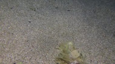 Kumlu deniz tabanında sıradan mürekkep balığı.