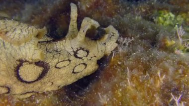 Deniz tabanında Benekli Çıplak Deniz Kabuğu.