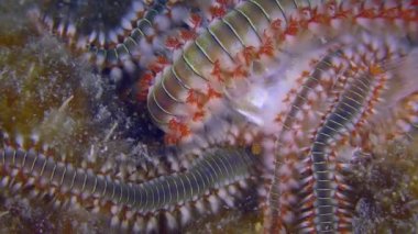 Birkaç Ateşkurtçuğu deniz tabanında ölü balık yiyor..