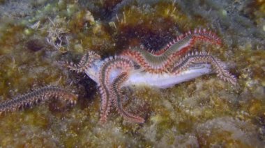 Çok sayıda Alev kurtçuğu deniz tabanında ölü balık yer..