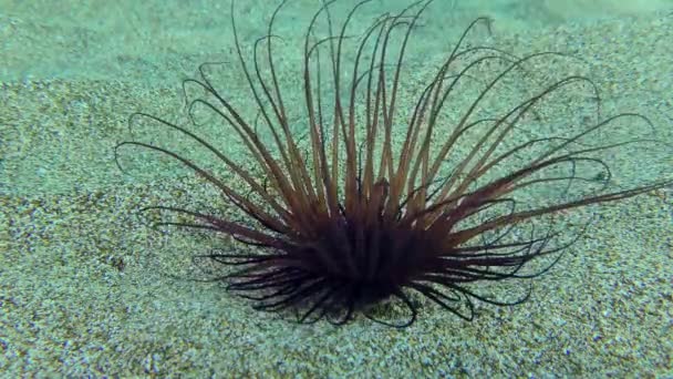 Mörkfärgad anemon på sandbotten. — Stockvideo