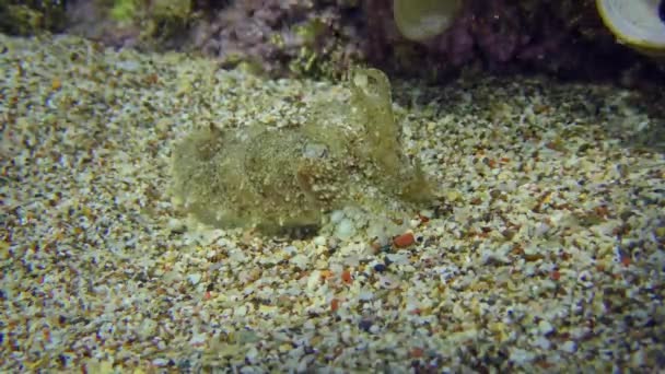 Sepia en el fondo marino arenoso. — Vídeos de Stock