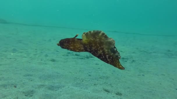 Sea Hare berenang di dasar berpasir. — Stok Video