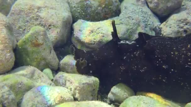 Le lièvre de mer rampe le long des fonds marins rocheux. — Video