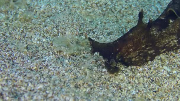 Sea Hare se arrastra por el fondo arenoso. — Vídeo de stock