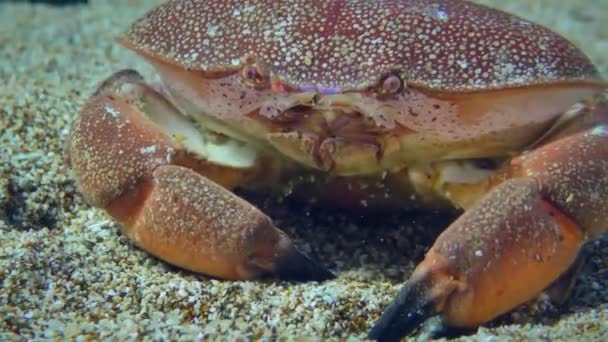 Kepiting Mediterania Lessepsian di dasar laut berpasir. — Stok Video