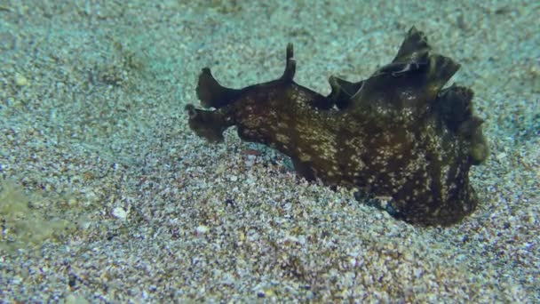 Sea Liebre se arrastra a lo largo del fondo arenoso. — Vídeo de stock