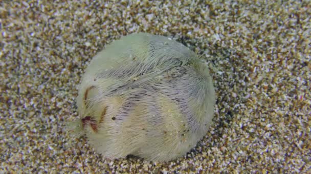 Szív Urchin a mediterrán homokos tengerfenéken. — Stock videók