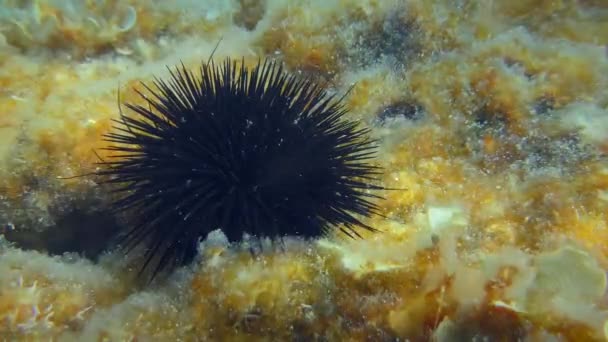 Riccio di mare al fondale di pietra. — Video Stock