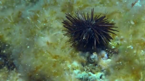 Μωβ Θάλασσα Urchin σέρνεται κατά μήκος του βυθού. — Αρχείο Βίντεο