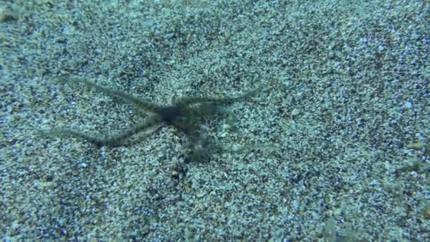 Brittle Star rampe le long des fonds marins sablonneux. — Video