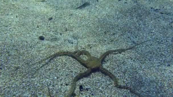 Estrella quebradiza en el fondo arenoso. — Vídeos de Stock