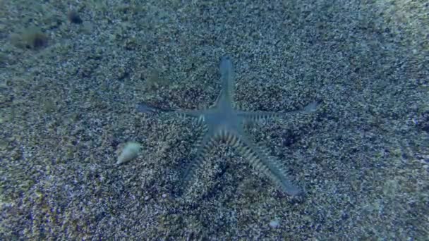 Estrela do mar arenosa enterra em um fundo marinho arenoso. — Vídeo de Stock