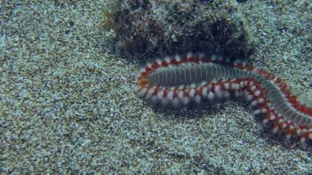 Fireworm em um leito marinho arenoso. — Vídeo de Stock
