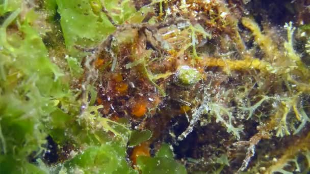 Paw pióro robak na dnie morskim. — Wideo stockowe