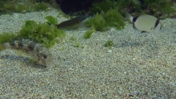 Comportamento simbiótico de algumas espécies de peixes. — Vídeo de Stock
