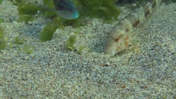 Cooperation some fish species. — Stock Video