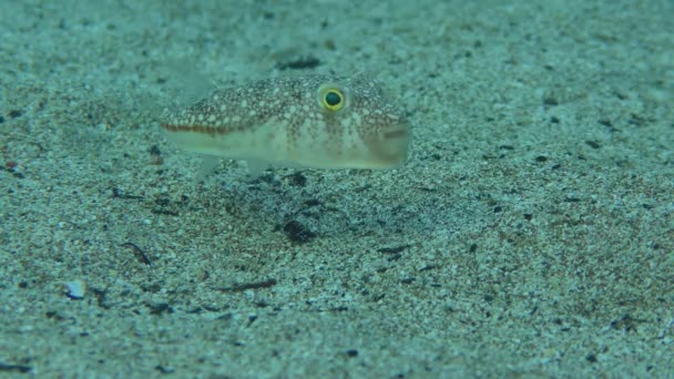 Red sea pufferfish on the sandy seabed. — 图库视频影像