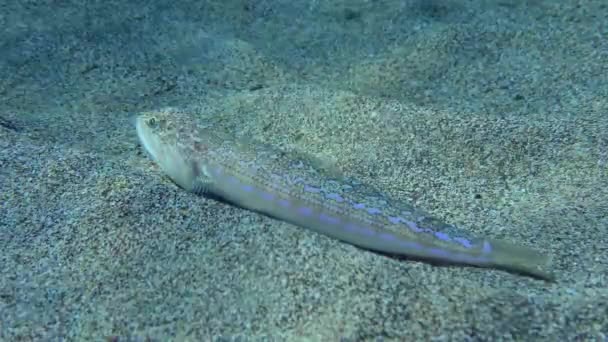 Pesce lucertola atlantico sul fondale sabbioso. — Video Stock