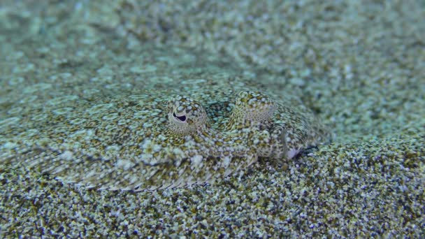 Flounder bermata lebar di dasar laut berpasir. — Stok Video