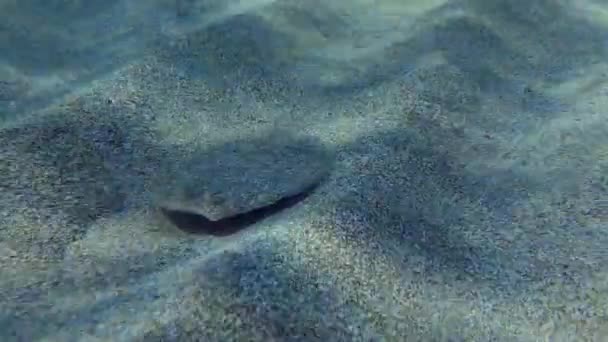 沙底的大眼睛比目鱼. — 图库视频影像