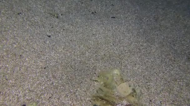 Обыкновенная каракатица на песчаном дне. — стоковое видео