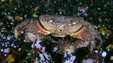 The female Warty crab sits at the bottom and moves its antennae.