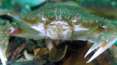 A portrait of a Swimming crab sits on the seabed and moves its antennae.