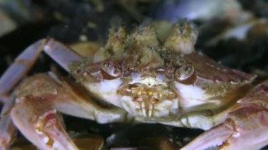 Swimming crab (Liocarcinus holsatus) with balianus shells on its back, close-up.