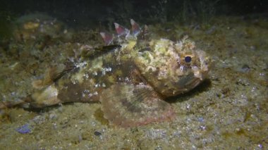 Black scorpionfish lies at the bottom, crab creeps in the background.