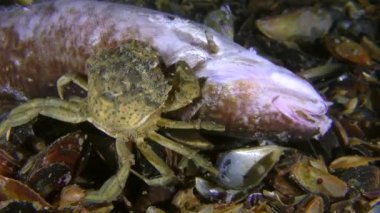 Green crab (Carcinus maenas) eats dead fish, back view, close-up.