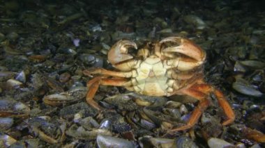 Old Crab scratches its back on the seabed and try to clear its eyes of algae that has grown on them.