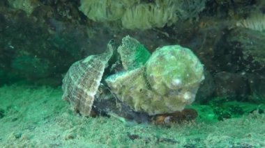 İşgalci türler: Çiftleşen Damarlı Rapa Whelk, orta boy.