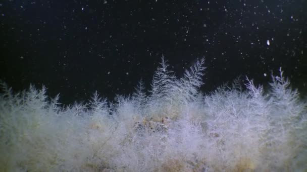 Bilhetes de Bell Hydroid (Obelia geniculata) no fundo do mar. — Vídeo de Stock