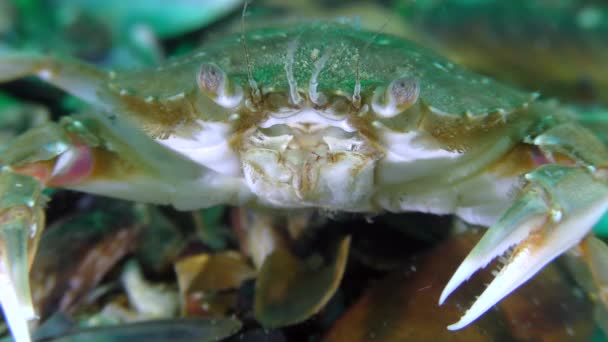 Portrait d'un crabe nageur assis sur le fond marin et déplaçant ses antennes. — Video