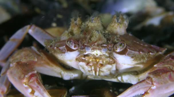 Zwemkrab (Liocarcinus holsatus) met balianusschelpen op de rug, close-up. — Stockvideo