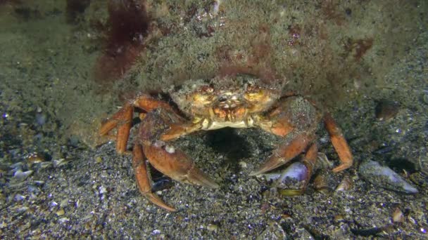 Grüne Krabbe sitzt am Boden, polychäte Würmer treiben umher. — Stockvideo