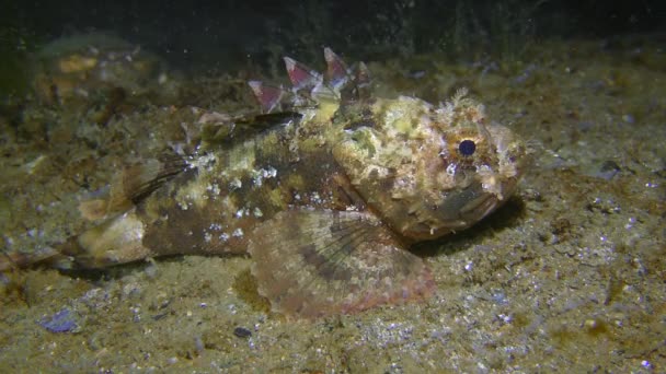 Czarne skorpionfish leży na dnie, krab skrada się w tle. — Wideo stockowe